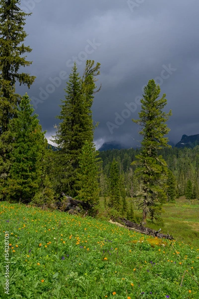 Obraz Mountain summer landscape with dense pine trees under low rainy clouds. River, nobody, wildness territory for hiking 