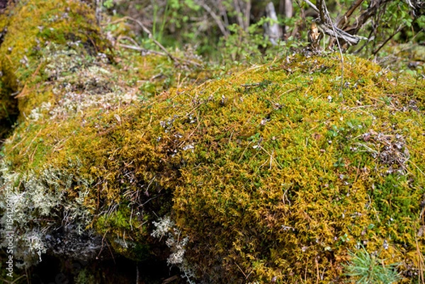 Obraz Epiphytic mosses growing on coniferous tree branches in  temperate taiga biome.  Moss growing on branches of coniferous trees in dense Siberian forest. 
