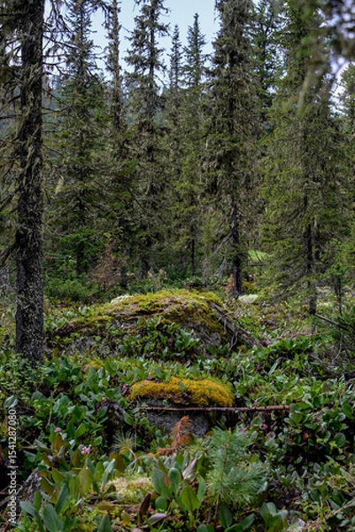 Obraz Epiphytic moss and lichen covering branches of coniferous trees in Siberian taiga. Moist, untouched forest ecosystem in Ergaki Nature Park. Concept of biodiversity, botany, and natural microclimate.

