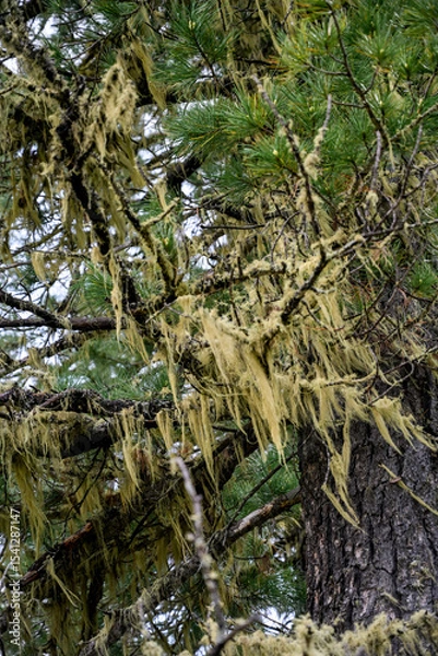 Obraz Epiphytic mosses growing on coniferous tree branches in  temperate taiga biome.  Moss growing on branches of coniferous trees in dense Siberian forest. 