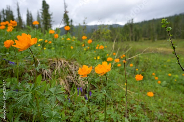 Obraz Summer mountain landscape in Ergaki, Siberia, with rolling hills, pine forest, and blooming yellow globeflowers (Trollius). Cloudy skies and untouched nature create a peaceful, ecological scene full o