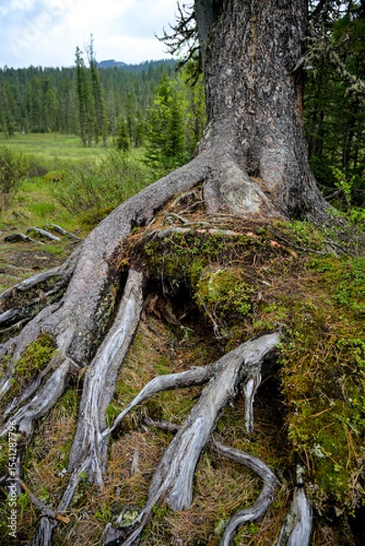 Obraz Exposed tree roots in the mountain forest of Ergaki, Siberia. The large surface root systems of coniferous trees demonstrate soil erosion, adaptation to rocky terrain, and the resilience of taiga ecos