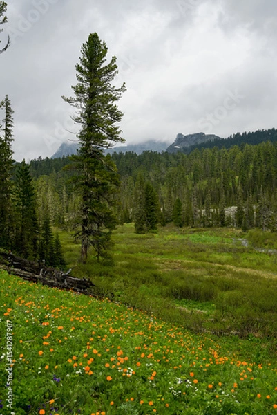 Obraz Mountain summer landscape with dense pine trees under low rainy clouds. River, nobody, wildness territory for hiking 