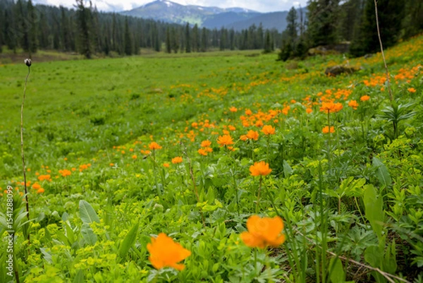 Obraz Summer mountain landscape in Ergaki, Siberia, with rolling hills, pine forest, and blooming yellow globeflowers (Trollius). Cloudy skies and untouched nature create a peaceful, ecological scene full o