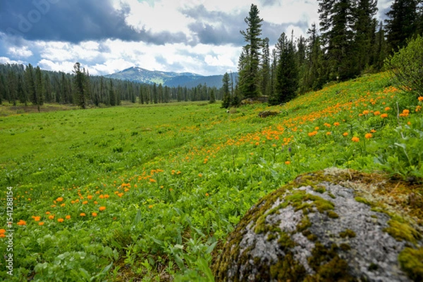 Obraz Summer mountain landscape in Ergaki, Siberia, with rolling hills, pine forest, and blooming yellow globeflowers (Trollius). Cloudy skies and untouched nature create a peaceful, ecological scene full o