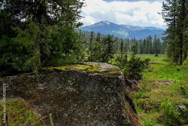 Obraz Mountain summer landscape with dense pine trees under low rainy clouds. River, nobody, wildness territory for hiking 