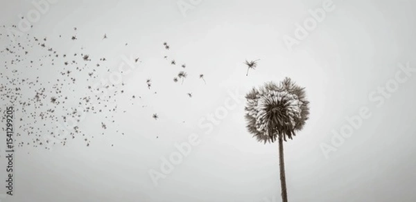 Fototapeta Dandelion Seeds Blowing Away, Monochrome Image of Nature's Gentle Dispersal