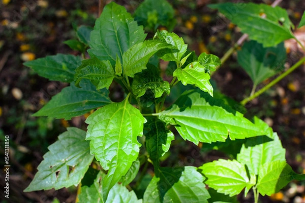 Fototapeta Shows a cluster of variegated green and cream-colored leaves. The plant appears bushy and healthy, with a mix of leaf patterns. Some leaves are tinged with pink or light red, new growth small plants
