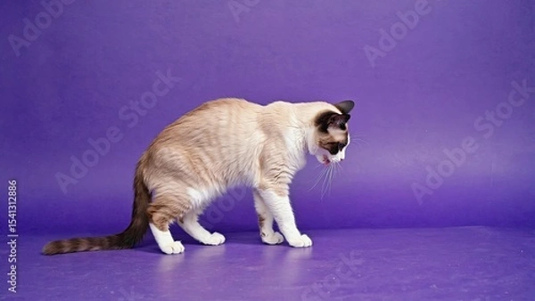 Obraz Playful cat exploring a vibrant purple background in a home setting during the afternoon