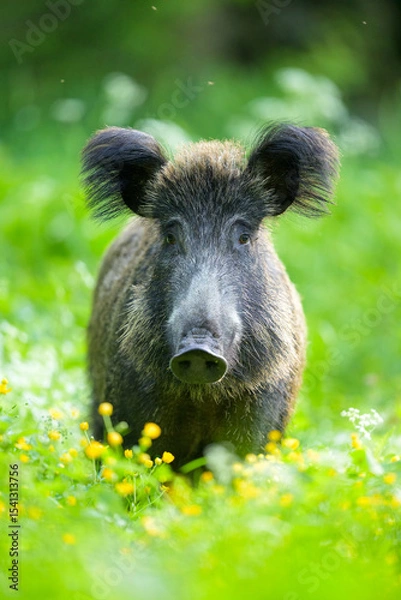 Obraz Wild boar portrait in the blossoming meadow