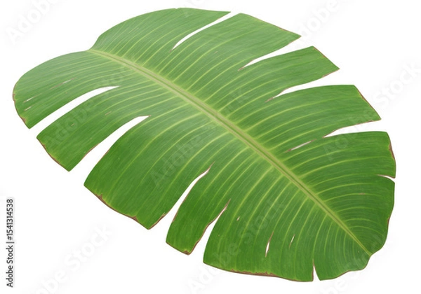 Fototapeta Isolated Large Green Banana Leaf with Visible Veins