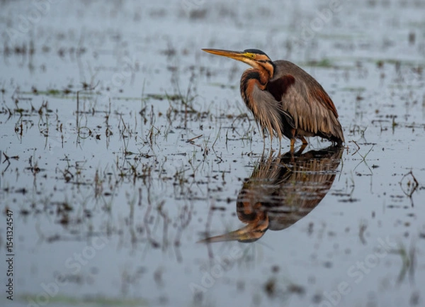Fototapeta Purple heron resting in the wetlands looking for food. Close up, selective focus.