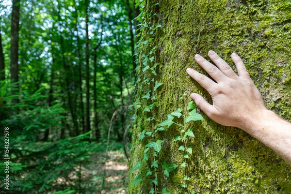 Obraz A man's hand touches the trunk of a large tree in the forest with copy space.