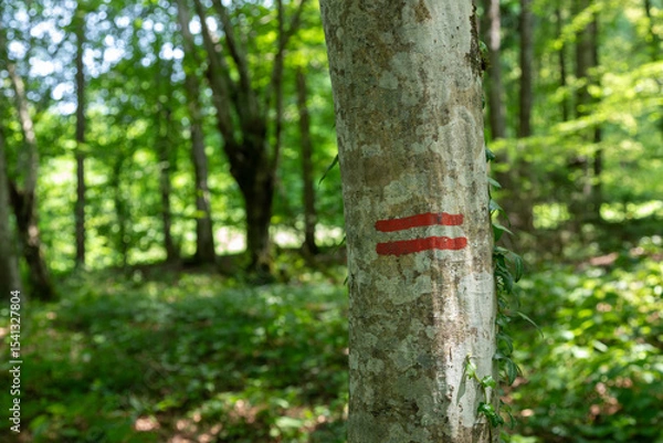 Obraz  Two red lines on a tree trunk in the forest, showing a marked boundary.