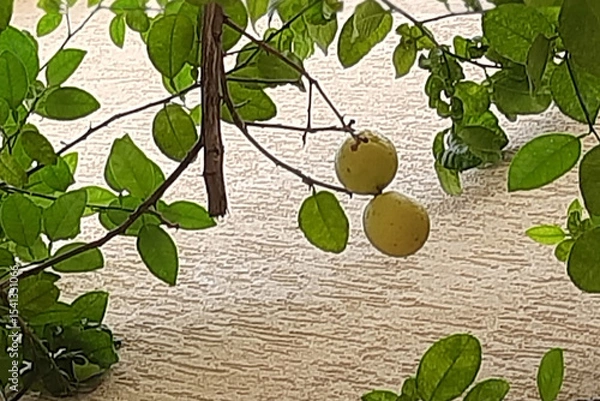 Obraz Tree Branch with Leaves and Lemons