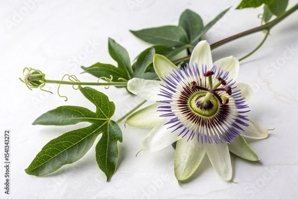Fototapeta Close-Up of Passion Flower on White Background. Detailed view of a blooming passion flower with vibrant purple and white petals, lying on a white marble surface with green leaves