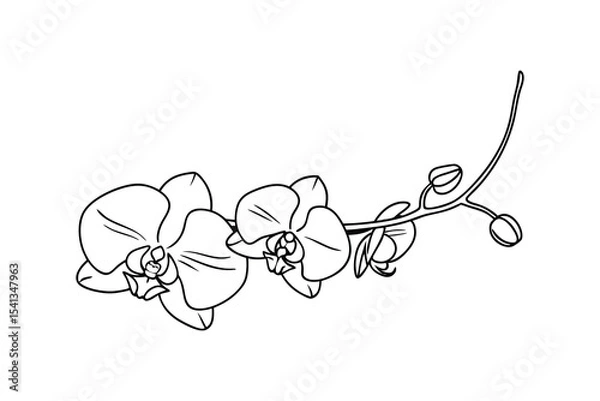 Fototapeta Elegant black and white line art illustration of orchid flowers on a branch