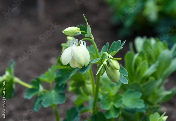 Fototapeta White Aquilegia flabellata nana alba flower and bud in soft light, showing delicate petals and fresh green background.