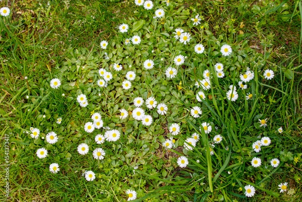 Fototapeta A field of white daisies is spread across the grass