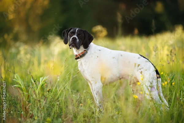 Obraz cute pointer dog in a collar standing on a meadow