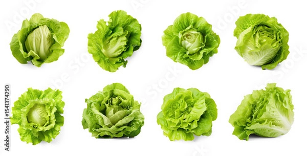 Obraz A collection of fresh green lettuce heads on a transparent background