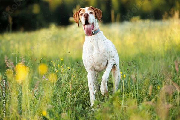 Obraz pointer dog standing on a field in summer