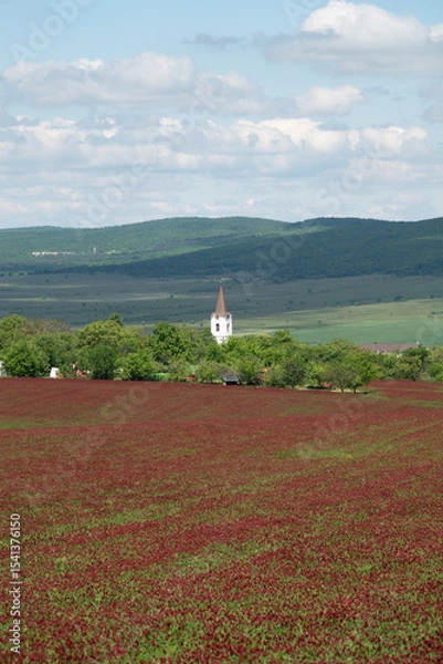 Obraz Idyllic landscape and a flowering crimson clover farmland