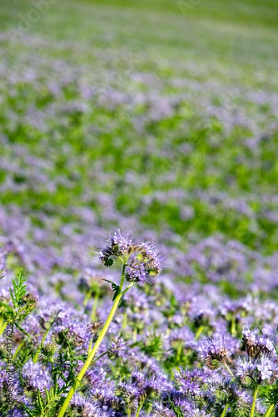 Obraz Purple Flowers of the lacy phacelia, Phacelia tanacetifolia