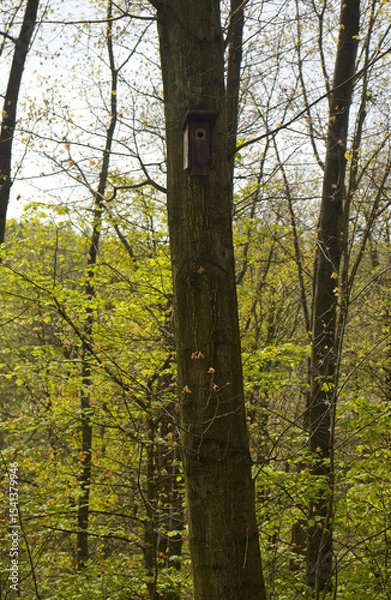 Fototapeta Birdhouse attached to a tree trunk in the forest. Birdhouse on a tree trunk. Shelter for wild birds, birdhouse in the wild.