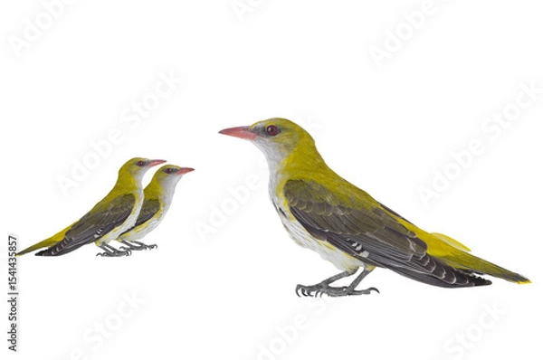 Fototapeta Three Young Eurasian Golden Oriole (Oriolus oriolus) isolated on a white background