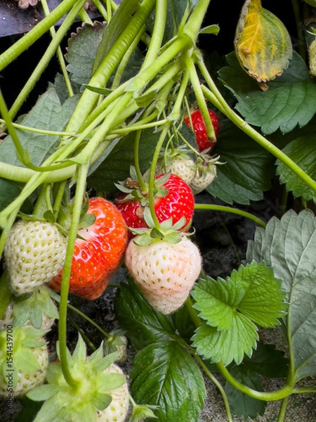 Obraz Close up of ripe and unripe strawberries growing in the garden
