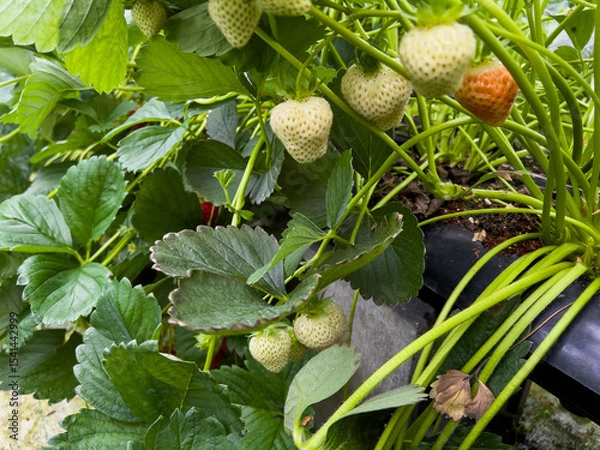 Obraz Close up of ripe and unripe strawberries growing in the garden