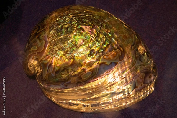 Fototapeta クジャクミミガイ