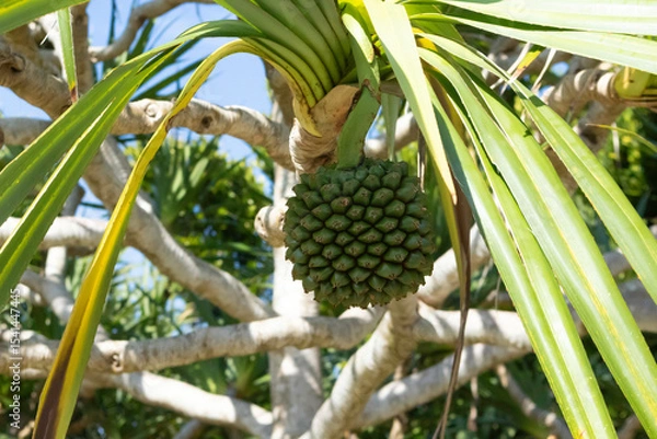 Fototapeta タコの実