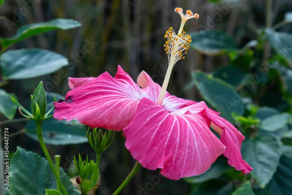 Fototapeta 濃いピンクのハイビスカス