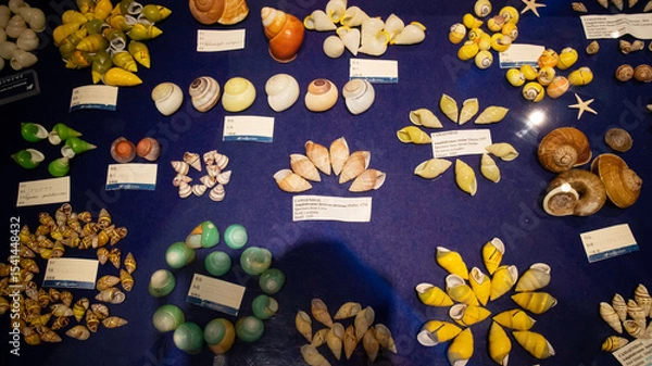 Fototapeta カラフルな貝殻の展示