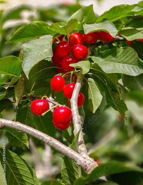 Obraz New yellow ripe cherries on branch