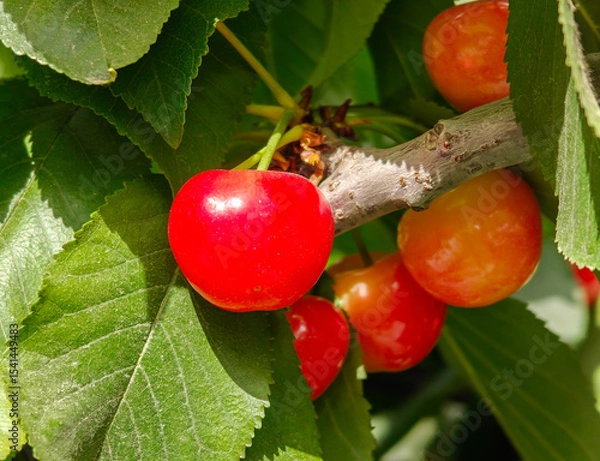 Obraz New yellow ripe cherries on branch
