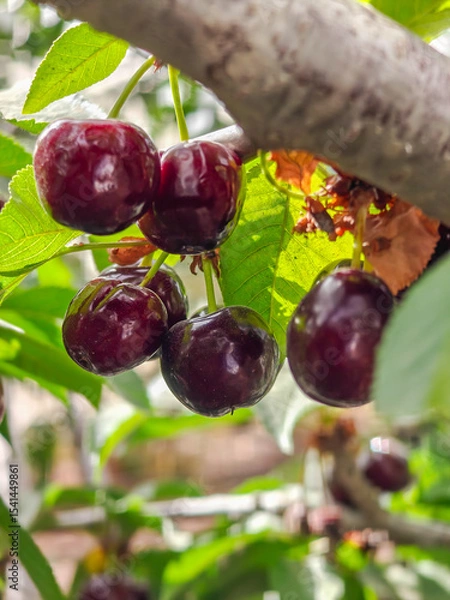 Obraz New black ripe cherries on branch