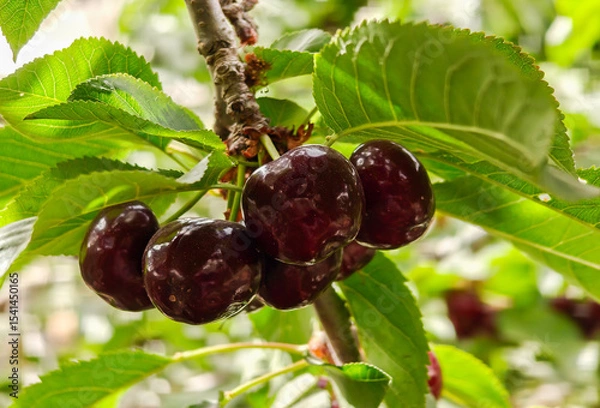 Obraz New black ripe cherries on branch