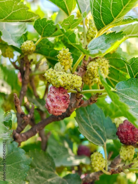 Obraz New mulberry, Black and red mulberries on a branch