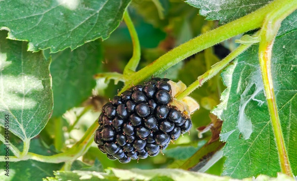 Obraz New blackberry, black blackberries on a branch
