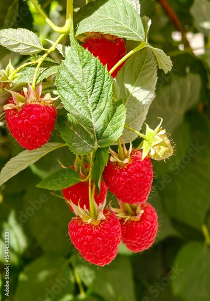 Obraz Close up of organic raspberries growing on branch