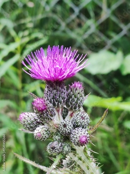 Obraz bee on thistle
