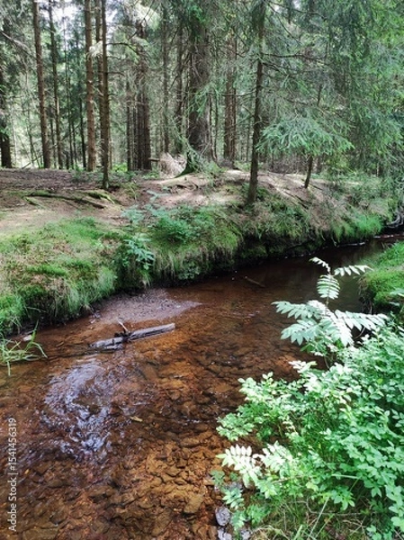 Fototapeta stream in the forest