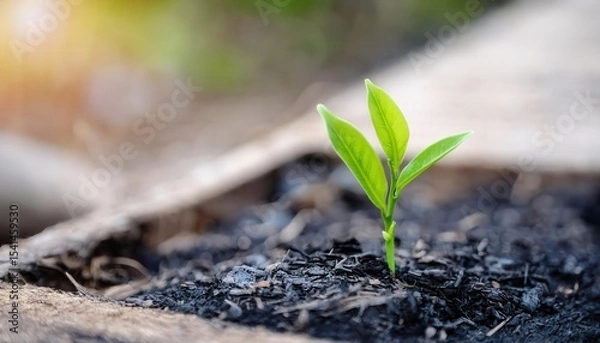 Obraz New life emerges from soil as firefly plant begins its growth journey in nature