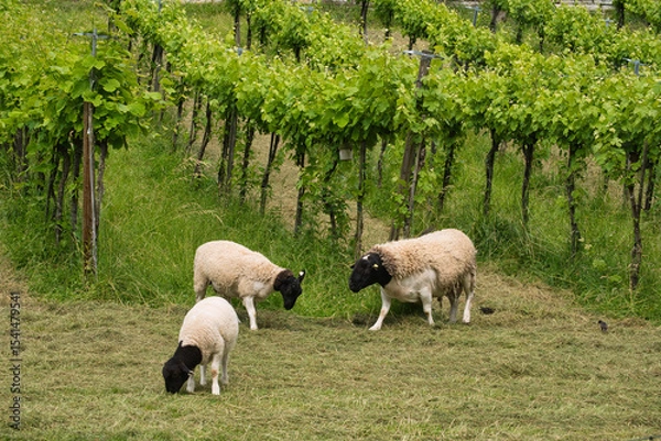 Fototapeta Schafe grasen im Weinberg