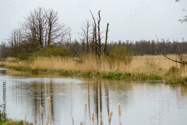 Fototapeta Krajobraz las na horyzoncie rzeka i zniszczone przez kormorany drzewa.