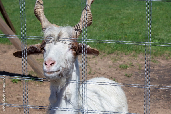 Fototapeta A young vintorogo white goat stuck its muzzle through the fence netting. Keeping animals in a zoo.