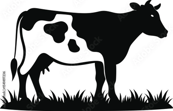 Obraz Black and white cow standing in grass isolated on white background